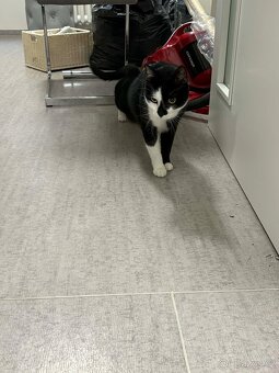 Daruji kočičku - 3