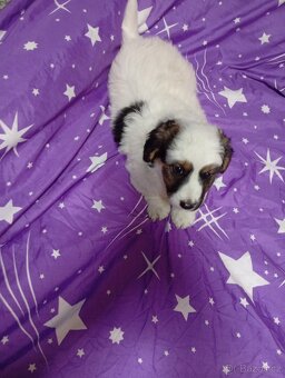 Prodám štěně křížence - 3