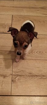 Štěňe čivavy - 3