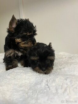 Jorkširský teriér - 3