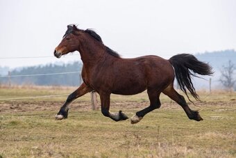 Připouštění welsh cob - 3
