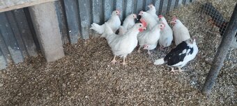 Leghorn, vlaska exchequer a hedvabnicka - 3