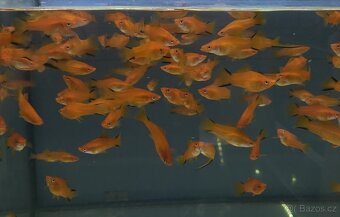 Akvarijní rybičky - mečovka, panceřníček, ancistrus - 3