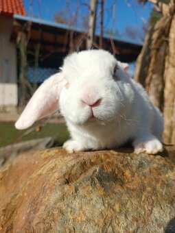 Zakrslý beránek - 3