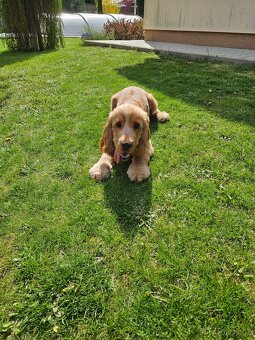 Anglický Kokršpaněl ke krytí s PP - 3