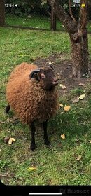 Ouessantská ovce - 3