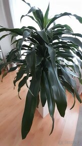 Vysoká živá rostlina dracena fragrans - 3