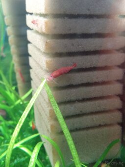 Krevety červené rodů neocaridina. - 3