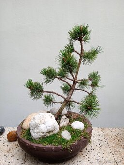 Borovice osinatá (Pinus aristata) bonsai - 3
