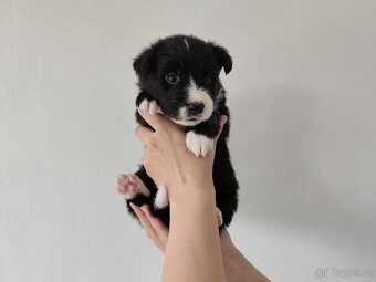 Border kolia-Border collie - 3