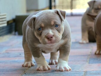 Pejsel a fenky American bully pocket ABKC - 3