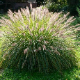 VOUSATEC ♥ PENNISETUM ♥ DOCHAN PSÁRKOVITÝ - 3