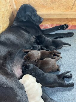 Nabízím štěňata labradora, bez PP - 3