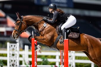 Prodám 5letou skokovou klisnu - 3