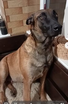 Belgický ovčák Malinois štěňata - 3
