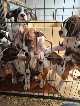 Americký stafordšírský teriér - 3