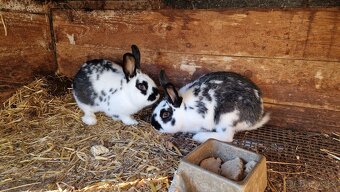 Prodám mladé králíky - 3