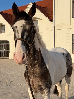 Valach atraktívnej farby - 3