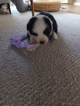 Border Kolie bez PP - 3