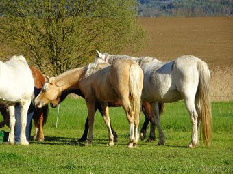 Prodám klisnu welsh pony, sekce B. - 3