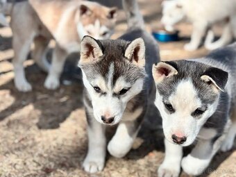 Štěňata sibiřského huskyho - 3