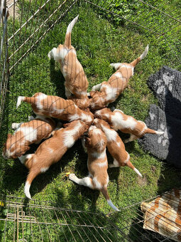 welsh springer spaniel šteniatka - 3