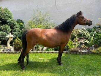 Chovná minihorse klisna - 3
