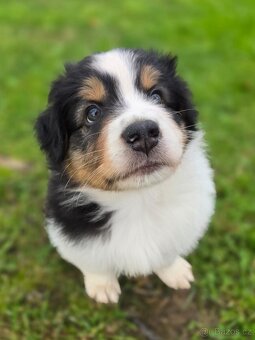 Australský ovčák -štěňátko Black Tri s krátkým ocáskem z FCI - 3