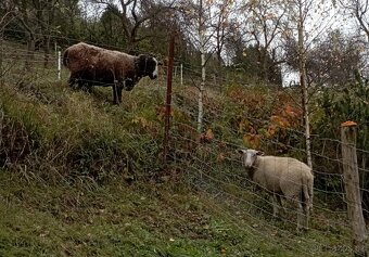 Prodám ovečky východofríské a berana Zwartbles - 3
