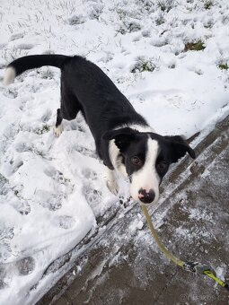 Prodám štěně Border kolie - 3