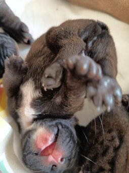 Francouzský buldoček štěňata - 3