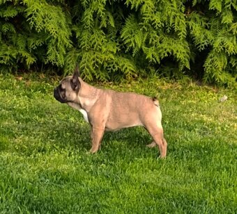 Francouzsky buldoček s PP/French bulldog - 3