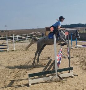 šimla pony B - 3