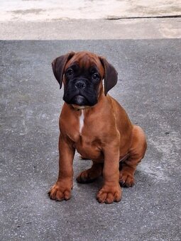 Německý boxer štěně s PP - Moravia Dog Club - 3