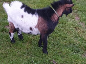 Holandská zakrsla koza - 3
