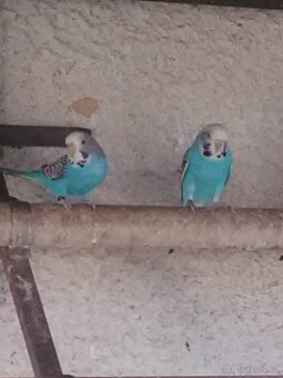 ANDULKA VLNKOVANÁ - 3