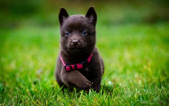 Australská kelpie - 3