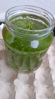 4 ks BUCEPHALANDRY PRODÁM - 3