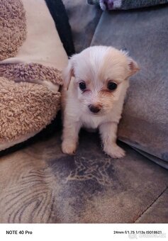 Prodám štěňata - 3