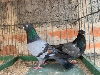 Srbsky vysokoletec - 3