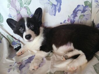 Welsh Corgi - 3