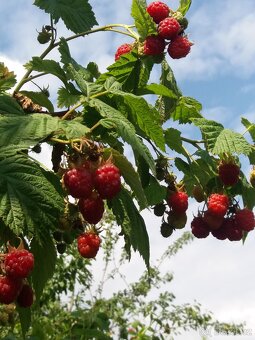 Sazenice stáleplodících malin, odrůda Polana. - 3