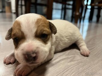 JACK RUSSEL TERIÉR - 3