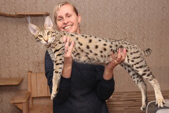 Savannah kocka - 3