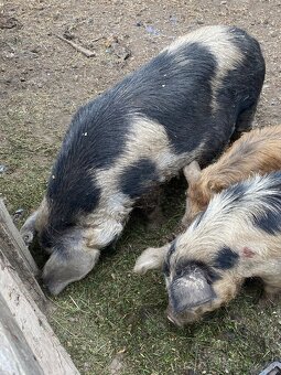 Kune Kune chovný pár - 3