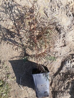 Thuja occidentalis - 3