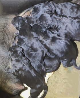Cane Corso s PP (FCI) - 3