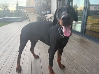 Doberman Mladík n. 10.8.2024 - 3