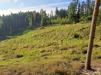 Lesní pozemky k.ú. Velíková, okr. Zlín, CP 26699 m2 - 3