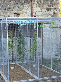 Duhové a přírodní zelené (Melbourne) andulky - 3